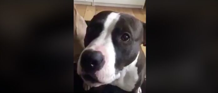 kutya, amg, racingline, racinglinehu, racingline,hu