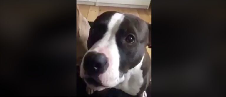 kutya, amg, racingline, racinglinehu, racingline,hu