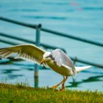 Red Bull Air Race, Zamárdi