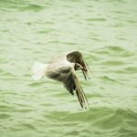 Red Bull Air Race, Zamárdi