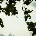 Red Bull Air Race, Zamárdi