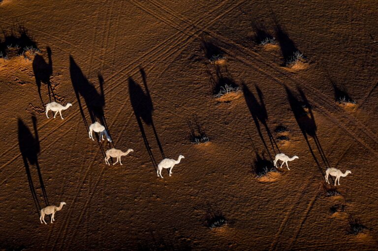 Dakar rali, Szaúd-Arábia, tevék