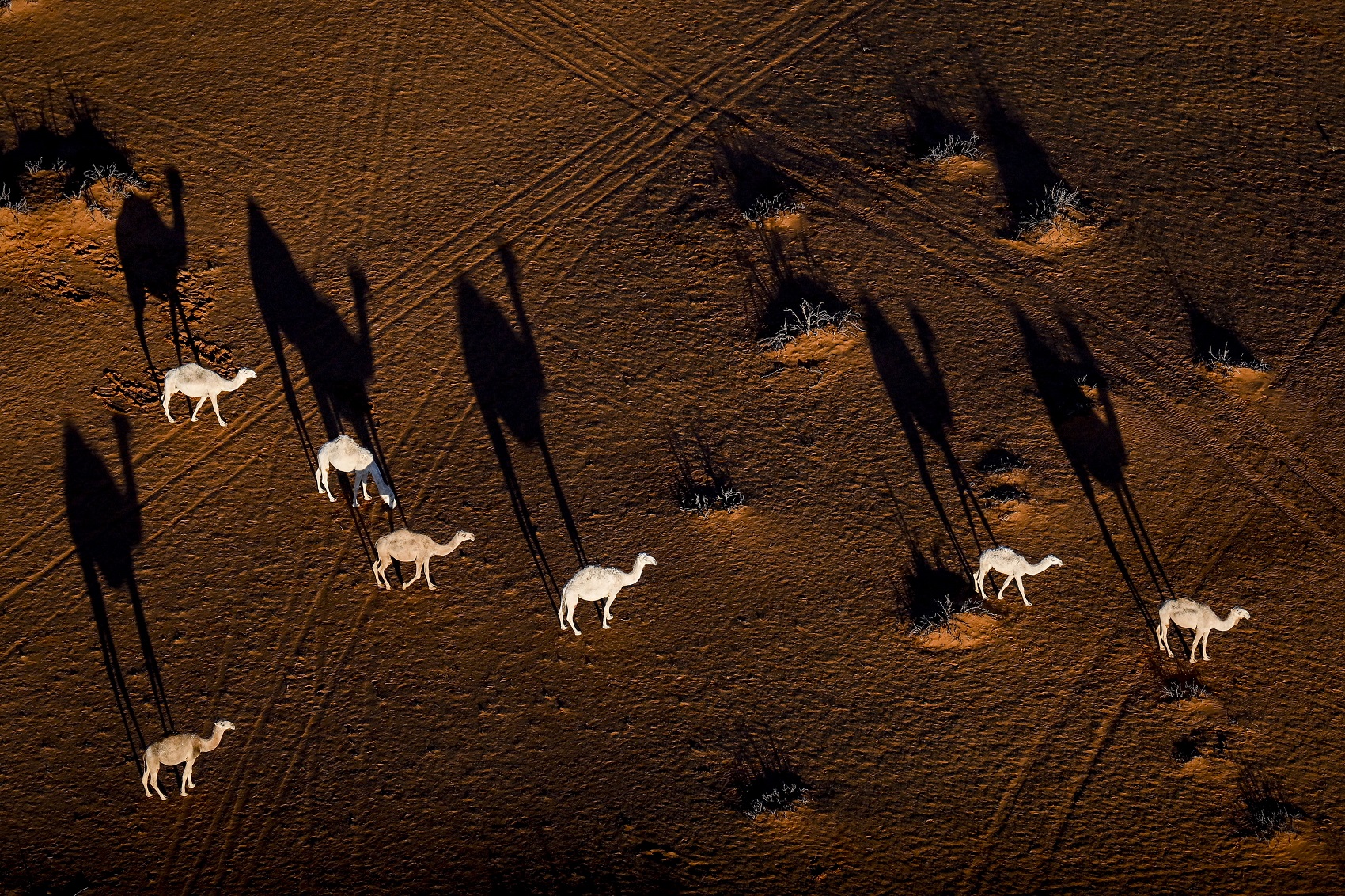 Dakar: A Coronel tesók autója megfagyott a szaúdi sivatagban