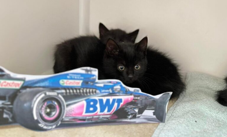 Macska, Alpine, cica