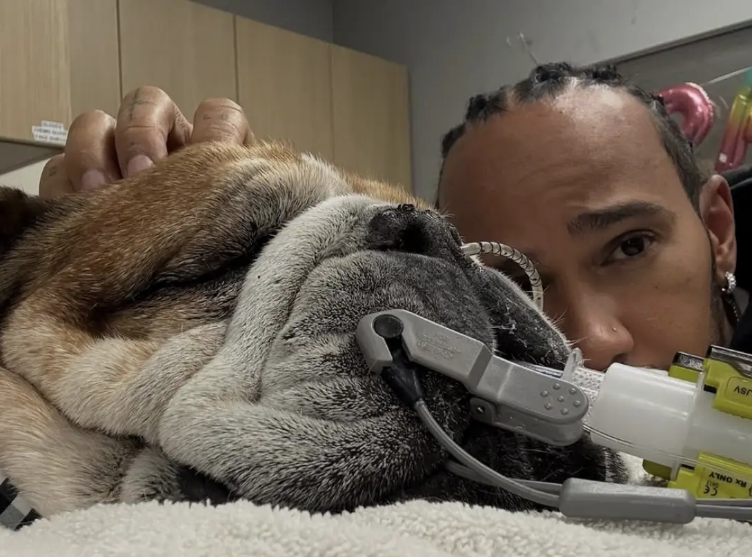 Lewis Hamilton kutyáját újra kellett éleszteni, most kómában van, és nem tudni, felébred-e valaha