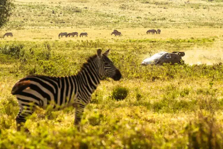 Szafari Rally 2026 – Minden infó egy helyen