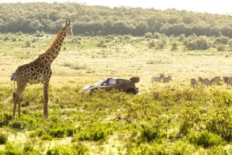 Pajari idén javítana tavalyi nagyszerű kenyai eredményén
