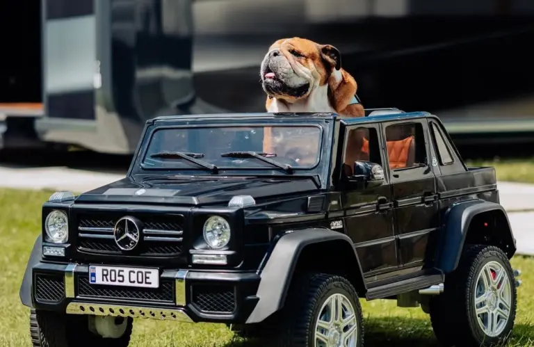 Hamilton elajándékozta Roscoe Mercedesét, a híres bőrüléses kutyamobilt