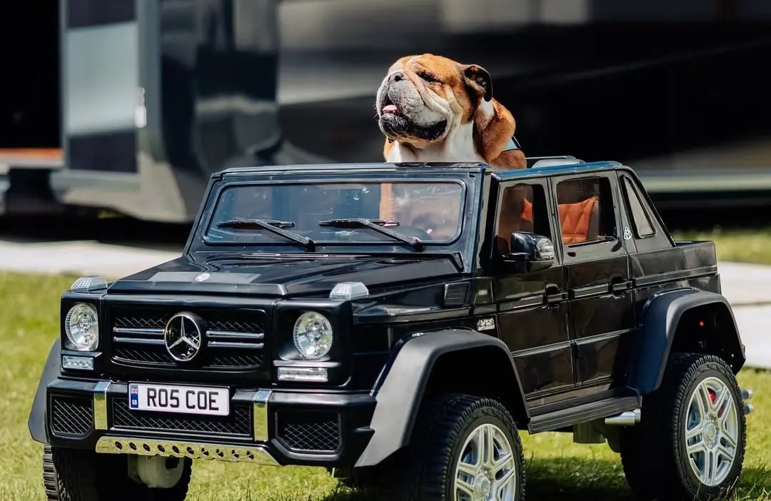 Hamilton elajándékozta Roscoe Mercedesét, a híres bőrüléses kutyamobilt